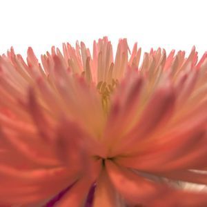 Meet your Posher, Jane